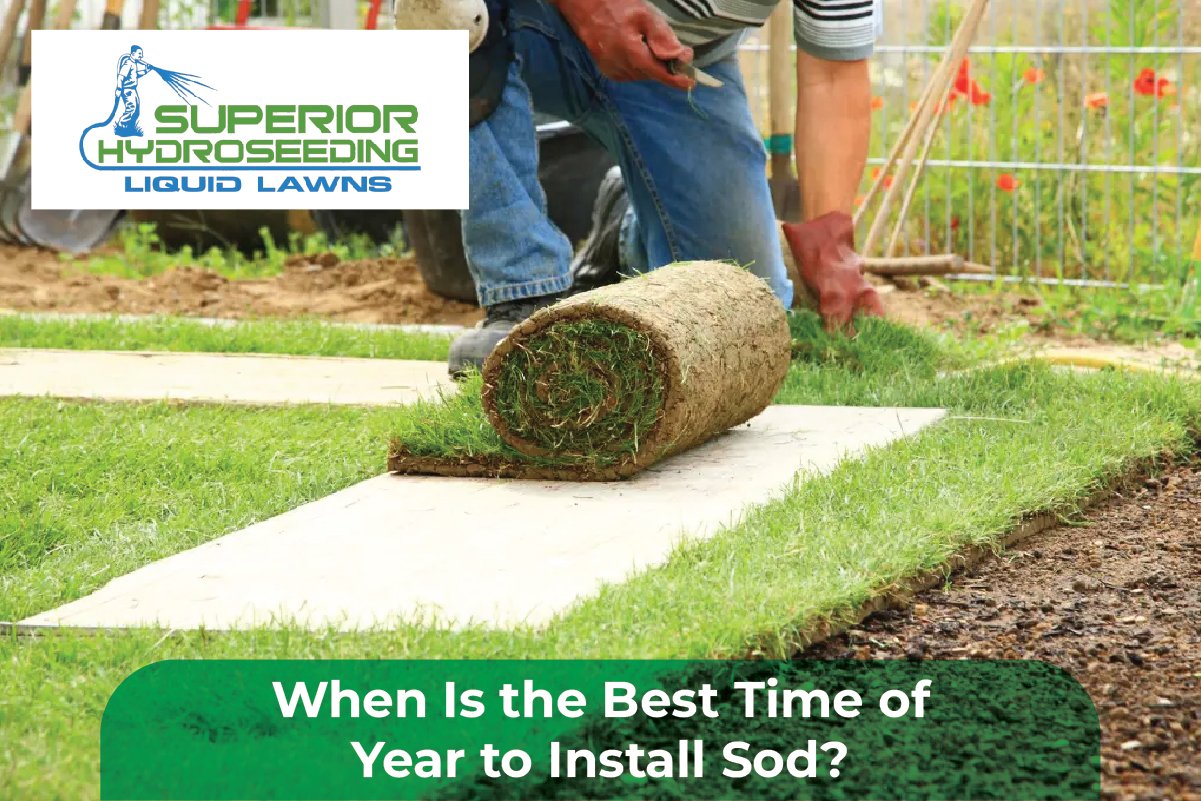 sod installation